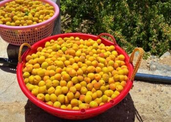 بدء جني ثمار المشمش بجبل شمس