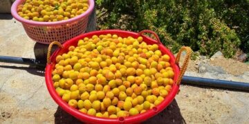 بدء جني ثمار المشمش بجبل شمس