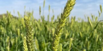 إدارة الثروة الزراعية وموارد المياه بولاية نزوى تنتهي من حصاد القمح