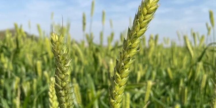 إدارة الثروة الزراعية وموارد المياه بولاية نزوى تنتهي من حصاد القمح