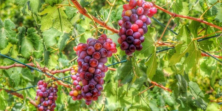 اهتمام واسع بمحصول العنب بشمال الباطنة