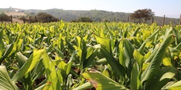 بدء تنفيذ المرحلة الثانية من مشروع توطين زراعة الكركم في محافظة ظفار