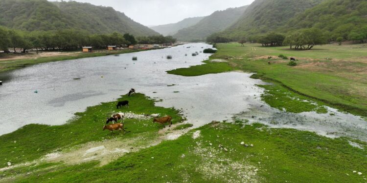 بعض المناطق الجبلية تكتسي باللون الأخضر مع قرب بدء موسم خريف ظفار 1 بعض المناطق الجبلية تكتسي باللون الأخضر مع قرب بدء موسم خريف ظفار