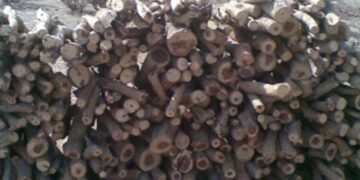 هيئة البيئة تصدر توضيحًا بشأن حظر الاحتطاب