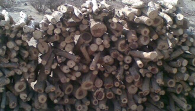 هيئة البيئة تصدر توضيحًا بشأن حظر الاحتطاب 1 هيئة البيئة تصدر توضيحًا بشأن حظر الاحتطاب