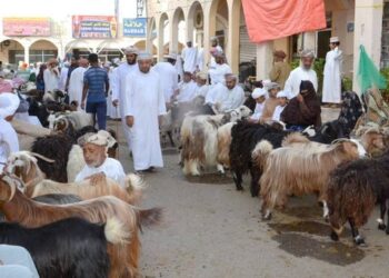 إقبال على شراء الأضاحي ومستلزمات العيد في هبطات أسواق جنوب الباطنة وشمال الشرقية