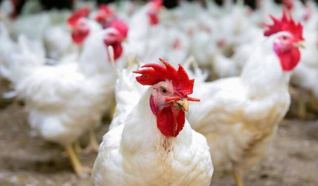 رفع حظر استيراد الطيور الحية من إيران