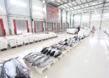 أكثر من 336.8 ألف طن إجمالي الأسماك المنزلة بالصيد الحرفي بسلطنة عُمان بنهاية مايو 2023