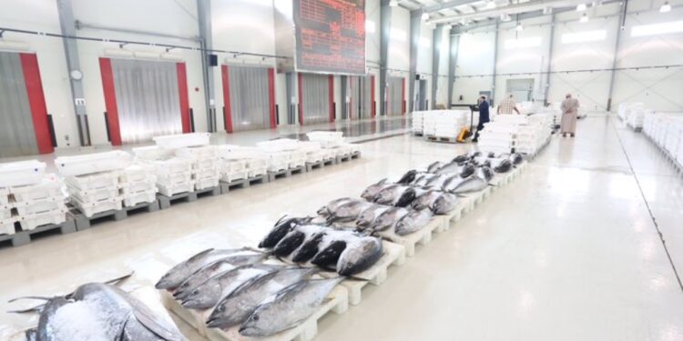 أكثر من 336.8 ألف طن إجمالي الأسماك المنزلة بالصيد الحرفي بسلطنة عُمان بنهاية مايو 2023