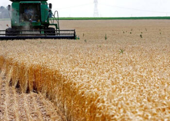 المطاحن العُمانية تؤكد على شراء منتجات القمح العُماني من المزارعين