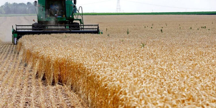 المطاحن العُمانية تؤكد على شراء منتجات القمح العُماني من المزارعين