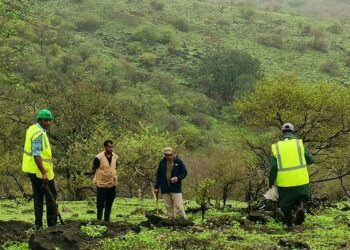 هيئة البيئة تُنفّذُ حملة لغرس مليون بذرة من النباتات في جبال محافظة ظفار