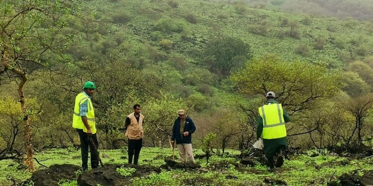 هيئة البيئة تُنفّذُ حملة لغرس مليون بذرة من النباتات في جبال محافظة ظفار