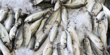 الأسماك السطحية وإسهامها في دعم القطاعات الأخرى في سلطنة عُمان