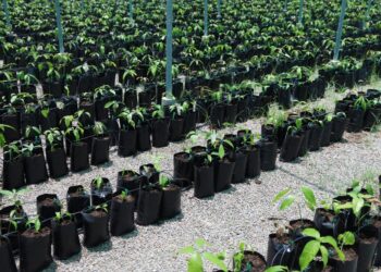 أكثر من 2.8 مليون ريال عُماني قيمة المشروعات الممولة من صندوق التنمية الزراعية والسمكية في عام 2022