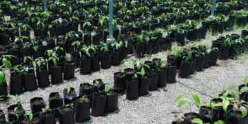 أكثر من 2.8 مليون ريال عُماني قيمة المشروعات الممولة من صندوق التنمية الزراعية والسمكية في عام 2022