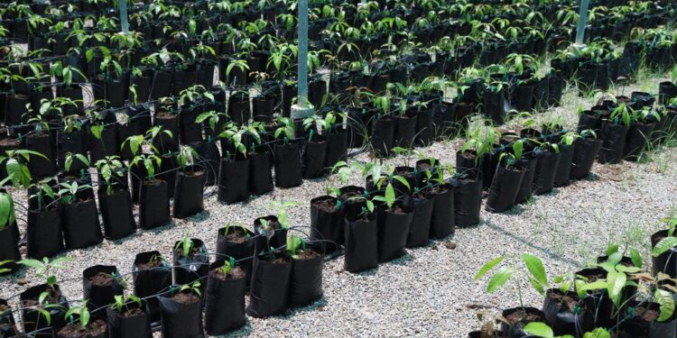 أكثر من 2.8 مليون ريال عُماني قيمة المشروعات الممولة من صندوق التنمية الزراعية والسمكية في عام 2022