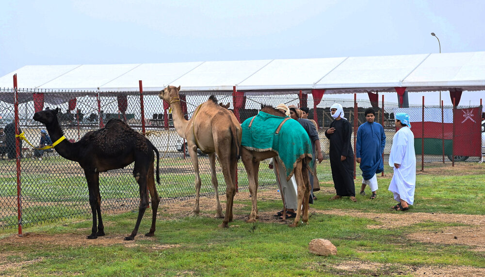 انطلاق منافسات مزاينة ومحالبة الإبل بمهرجان خريف ظفار