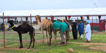 انطلاق منافسات مزاينة ومحالبة الإبل بمهرجان خريف ظفار