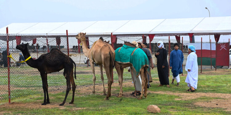 انطلاق منافسات مزاينة ومحالبة الإبل بمهرجان خريف ظفار