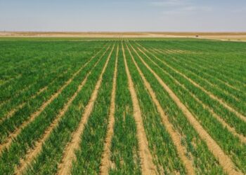 276 ألف فدان إجمالي المساحات المزروعة بسلطنة عُمان بنهاية 2022