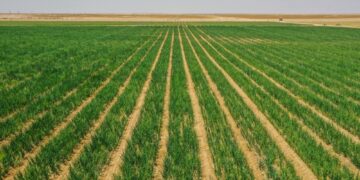 276 ألف فدان إجمالي المساحات المزروعة بسلطنة عُمان بنهاية 2022