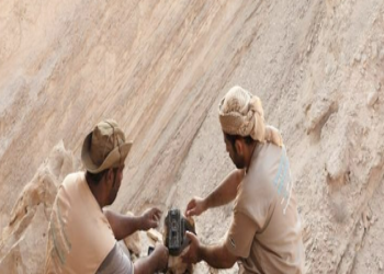 رصد الحياة الفطرية بمحافظة البريمي عبر الكاميرات الفخيّة