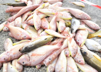 أكثر من 140 مليون ريال عُماني قيمة صادرات سلطنة عُمان من الأسماك في عام 2022