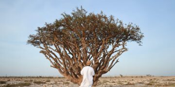 أمواج تستعد لحصاد اللبان للمرة الأولى من ’وادي دوكة‘ المُدرج ضمن قائمة التراث العالمي لمنظمة اليونسكو