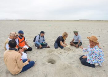 هيئة البيئة تواصل أعمال دراسة نسبة نجاح أعشاش سلاحف الريماني بمصيرة