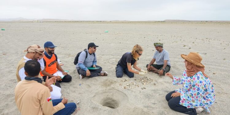 هيئة البيئة تواصل أعمال دراسة نسبة نجاح أعشاش سلاحف الريماني بمصيرة 1 هيئة البيئة تواصل أعمال دراسة نسبة نجاح أعشاش سلاحف الريماني بمصيرة