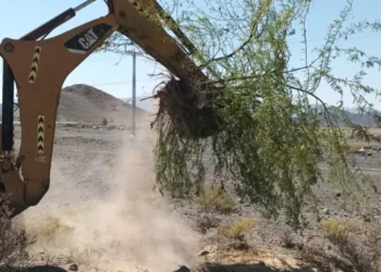 تواصل جهود مكافحة أشجار المسكيت في الظاهرة