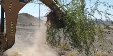 تواصل جهود مكافحة أشجار المسكيت في الظاهرة