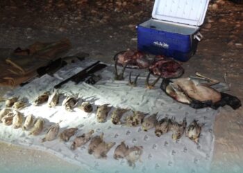 ضبط 4 مواطنين اصطادوا عدد من حيوان الوعل النوبي، الغزال العربي، والطيور البرّية
