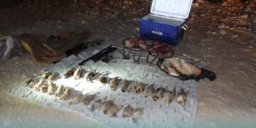 ضبط 4 مواطنين اصطادوا عدد من حيوان الوعل النوبي، الغزال العربي، والطيور البرّية