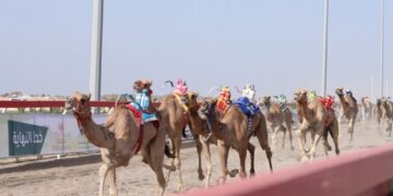 بدء منافسات السباق الأول للهجن بأدم