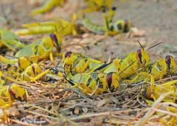 مكافحة 181 بؤرة للجراد الصحراوي بمحافظة جنوب الشرقية