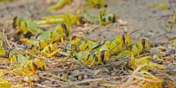 مكافحة 181 بؤرة للجراد الصحراوي بمحافظة جنوب الشرقية