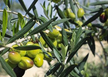 غدًا.. انطلاق الملتقى التونسي العُماني لشجرة الزيتون بولاية الجبل الأخضر