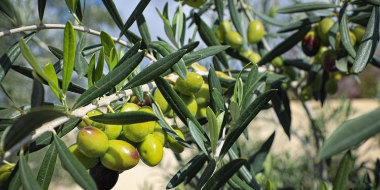 غدًا.. انطلاق الملتقى التونسي العُماني لشجرة الزيتون بولاية الجبل الأخضر