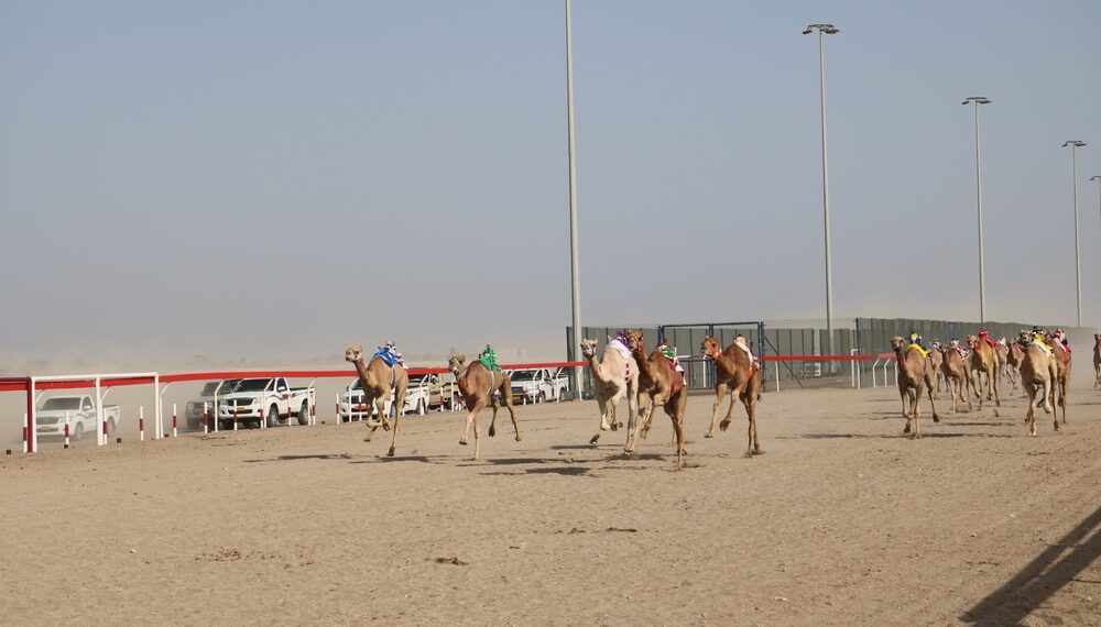 انطلاق منافسات سباق الهجن ضمن المهرجان السنوي لسباقات الهجن الأهلية بولاية أدم 1 انطلاق منافسات سباق الهجن ضمن المهرجان السنوي لسباقات الهجن الأهلية بولاية أدم
