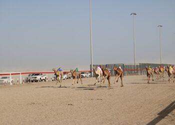 انطلاق منافسات سباق الهجن ضمن المهرجان السنوي لسباقات الهجن الأهلية بولاية أدم