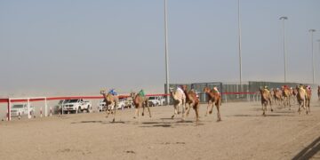 انطلاق منافسات سباق الهجن ضمن المهرجان السنوي لسباقات الهجن الأهلية بولاية أدم