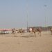 انطلاق منافسات سباق الهجن ضمن المهرجان السنوي لسباقات الهجن الأهلية بولاية أدم