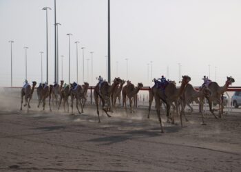 تواصل منافسات السباق الثاني من المهرجان السنوي للهجن الأهلية بولاية أدم