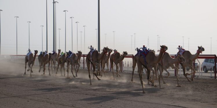 تواصل منافسات السباق الثاني من المهرجان السنوي للهجن الأهلية بولاية أدم 1 تواصل منافسات السباق الثاني من المهرجان السنوي للهجن الأهلية بولاية أدم
