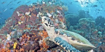 إدارة البيئة بجنوب الشرقية تقيم معرض “كلنا“ لصون البيئة المستدامة