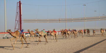 انطلاق منافسات سباق الهجن ضمن المهرجان السنوي لسباقات الهجن الأهلية بولاية أدم