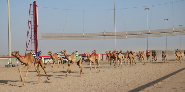 انطلاق منافسات سباق الهجن ضمن المهرجان السنوي لسباقات الهجن الأهلية بولاية أدم
