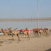 انطلاق منافسات سباق الهجن ضمن المهرجان السنوي لسباقات الهجن الأهلية بولاية أدم 8 انطلاق منافسات سباق الهجن ضمن المهرجان السنوي لسباقات الهجن الأهلية بولاية أدم